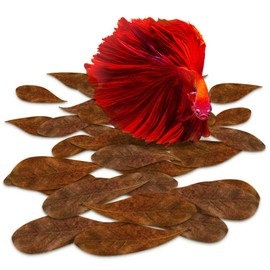 SunGrow 50 Pcs Mini Catappa Indian Almond Leaves for Betta Fish Aquarium, Shrimp, Frogs, Improves Habitat, Gives Tea Color, Helps in Lowering Aquarium Water pH, Improves Immunity