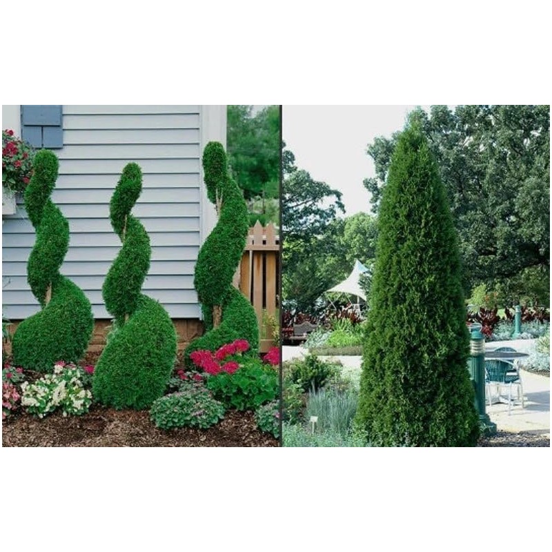 Emerald Green Arborvitae 6-12" Tall Live Plant in 2.5" Pot