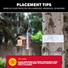 Catchmaster Tree Shield Lantern Fly & Ant Traps Insect Barrier,