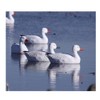 Avery PG Snow Goose Floaters-Active Pack (4-Pack)