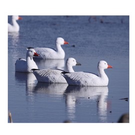 Avery PG Snow Goose Floaters-Active Pack (4-Pack)