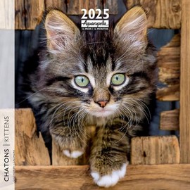 Chatons 2025 - Calendrier
