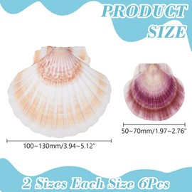 WADORN 12Pcs 2 Styles Scallop Natural Shell Seashell, 2"-5.12" Colorful Beach Natural Seashells Decor Large Scallop Shells DIY Crafts for Beaching Wedding Home Decor DIY Painting Candle Making
