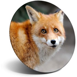 Destination Vinyl ltd Magnet for Refrigerator, Fridge - Cute Cheeky Ginger Fox Wild Animals for Office, Cabinet and Whiteboard, Magnetic Stickers, 8584