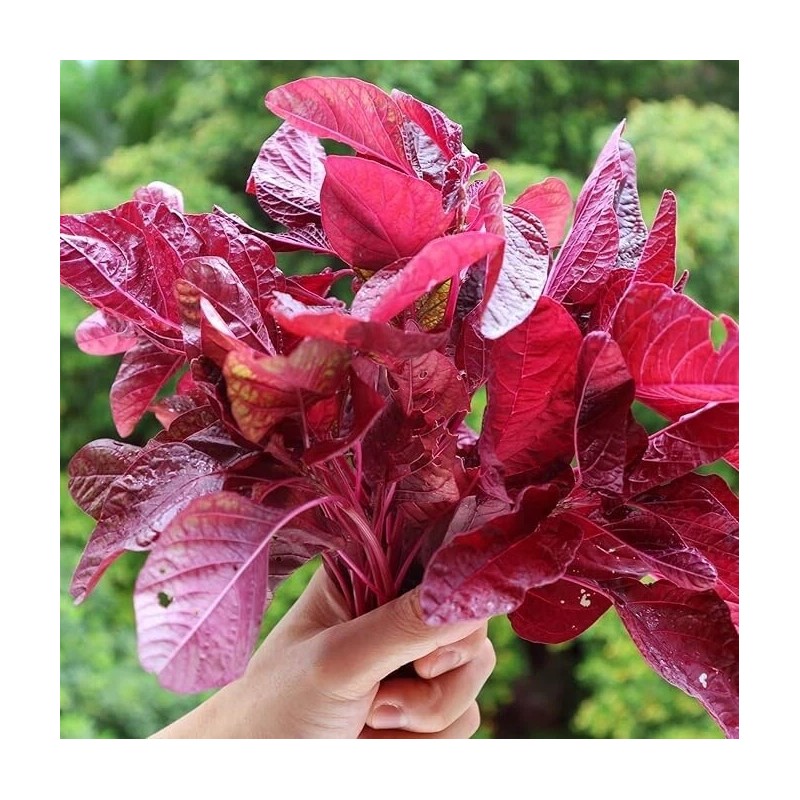 White 1000-2000 Varieties Red, Green, Red Stem, White Amaranth Chinese