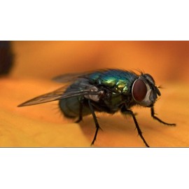 77mm 10x High Grade 2 Element Close-Up (Macro) Lens for Mamiya Super Wide Angle 35mm f/3.5 Autofocus Lens