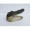 Real 8" Alligator Head from a 5 foot Gator Taxidermy