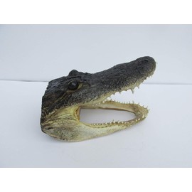 Real 8" Alligator Head from a 5 foot Gator Taxidermy Swamp Wars