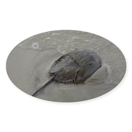 CafePress Horseshoe Crab Heading Out to Sea Oval Car Bumper Sticker