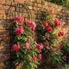 SCENDOR 2 Pack Arched Metal Garden Trellis for Climbing Plants