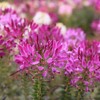 Outsidepride Cleome Violet - 1000 Seeds