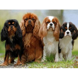 DVWIVGY 5D Diamond Painting by Number Kits Cavalier King Charles Spaniel Pet Dog Animal Cross Stitch Embroidery Rhinestone Picture Art Craft Wall Decor 12 x 16 inch