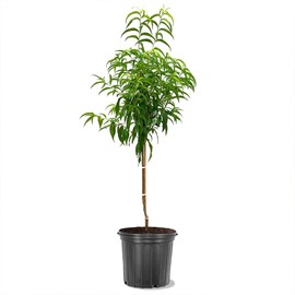 Mericrest Nectarine, Cold-Hardy, Sweet, and Juicy Red-Skinned Nectarine, 5 gal. Nursery Pot, 2-3 ft Tree Height (Due to Agricultural Laws, we Cannot Ship to CA, AZ, AK, or HI)