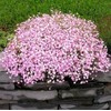 Pink Creeping Baby's-Breath 1000 Seeds Gypsophila Repens Rosea Groundcovers for