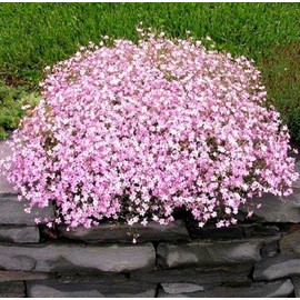 Pink Creeping Baby's-Breath 1000 Seeds Gypsophila Repens Rosea Groundcovers for Garden