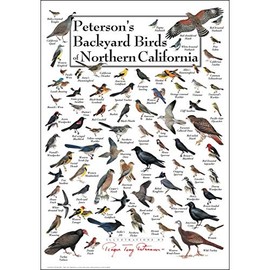 Earth Sky + Water - Peterson's Backyard Birds of Northern California - Poster