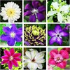 20Pcs Mixed Colors Clematis Seeds for Planting Heirloom & Non-GMO