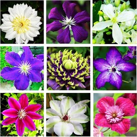 20Pcs Mixed Colors Clematis Seeds for Planting Heirloom & Non-GMO Open Pollinated Attract Butterflies & Hummingbirds Exotic Eye Appeal by YEGAOL Garden