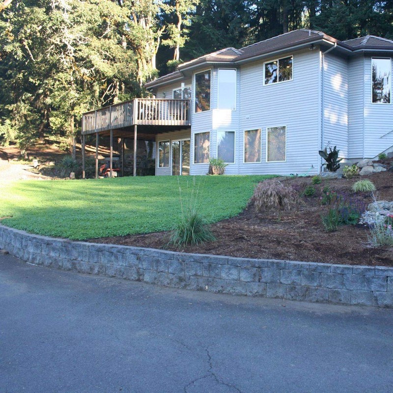 Outsidepride White Miniclover® Seeds - 2 LBS