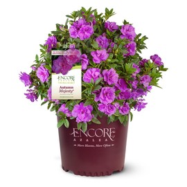 Encore Azalea Autumn Majesty (1 Gallon) Fuchsia-Purple Flowering Shrub - Full Sun Live Outdoor Plant