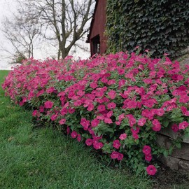 Outsidepride Spreading Tidal Wave Pink Hot Petunia Flower Seeds - 15 Seeds