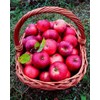 100 Pcs Apple Seeds for Planting, Heirloom, Non GMO