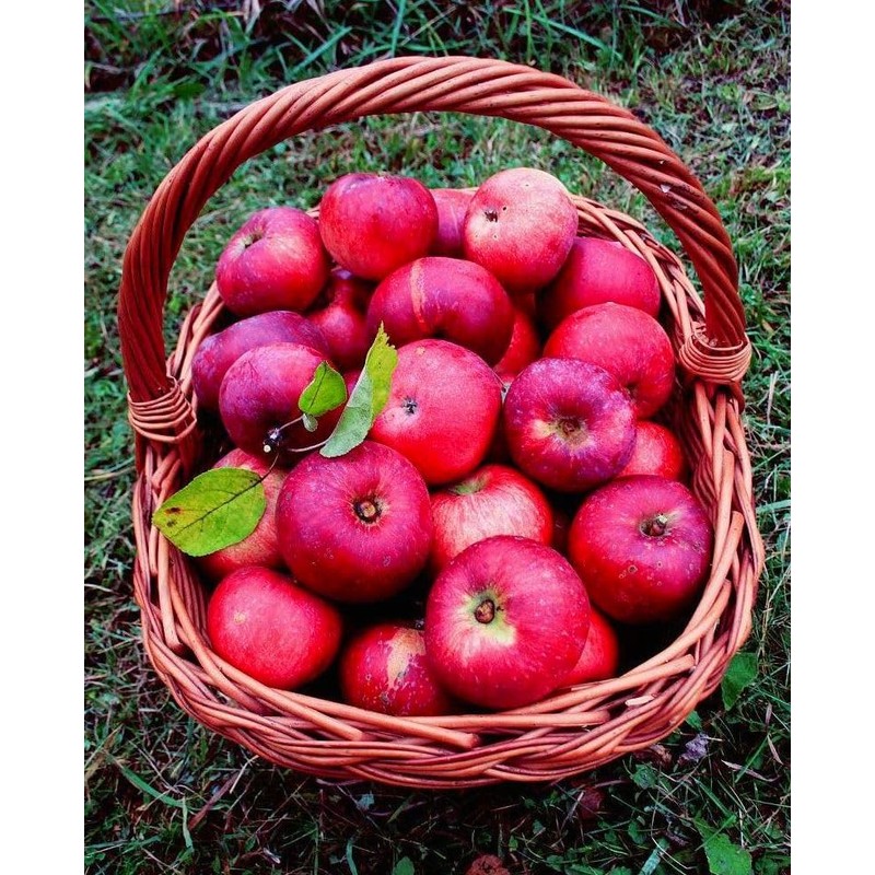 100 Pcs Apple Seeds for Planting, Heirloom, Non GMO
