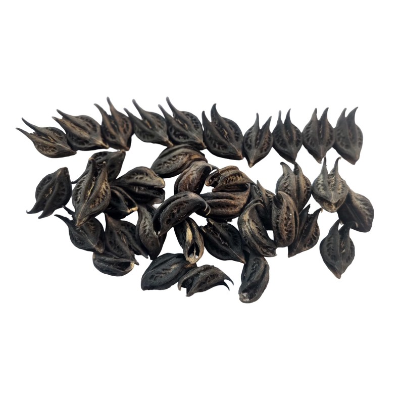 BHAVICREATION Evil Pod Devil Pod Bat Head Roots Singada