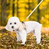 Dog Harness, Collar, Lead Set, Leash Set, Chest Harness, Check