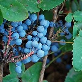 Creeping Oregon Grape Seeds (Mahonia repens) Packet of 10 Seeds