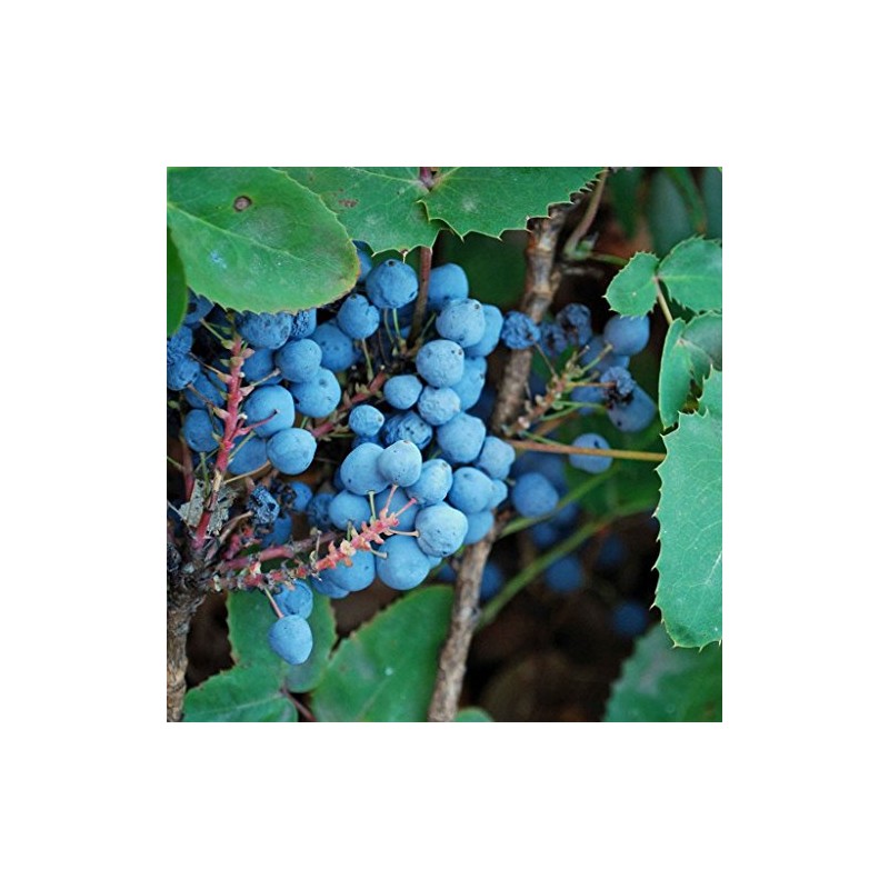 Creeping Oregon Grape Seeds (Mahonia repens) Packet of 10 Seeds