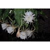 3 Rooted Cuttings of Night Blooming Cereus - Epiphyllum Oxypetalum