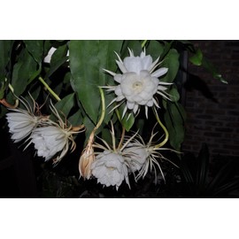 3 Rooted Cuttings of Night Blooming Cereus - Epiphyllum Oxypetalum