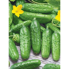 Seeds Cucumber Rodnichok F1 (Cucumis sativus L.) Source Pickling Heirloom Open-Pollinated Vegetable for Planting Non GMO