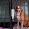 Dog Water Bottle for Crate - No Drip Dog Water