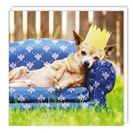 Tracks Publishing General Male/Female Funny Birthday Card - Chihuahua Dog in Party Hat Laying on Mini Sofa - Eco-Friendly & Recyclable - Made in the UK