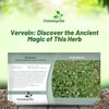 Outsidepride Common Verbena Seeds for Planting - 2000 Pcs. Annual,