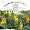 [Economical] Dense satisfying diet (1 bag of 180 tablets x