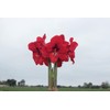Red Waxed Red Lion Amaryllis Bulb Size 26/28