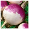 Everwilde Farms - 1/4 Lb Purple Top White Globe Turnip