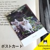 Cat Postcard Photo Japanese Pheasant Siamese Cat White Cat Interior