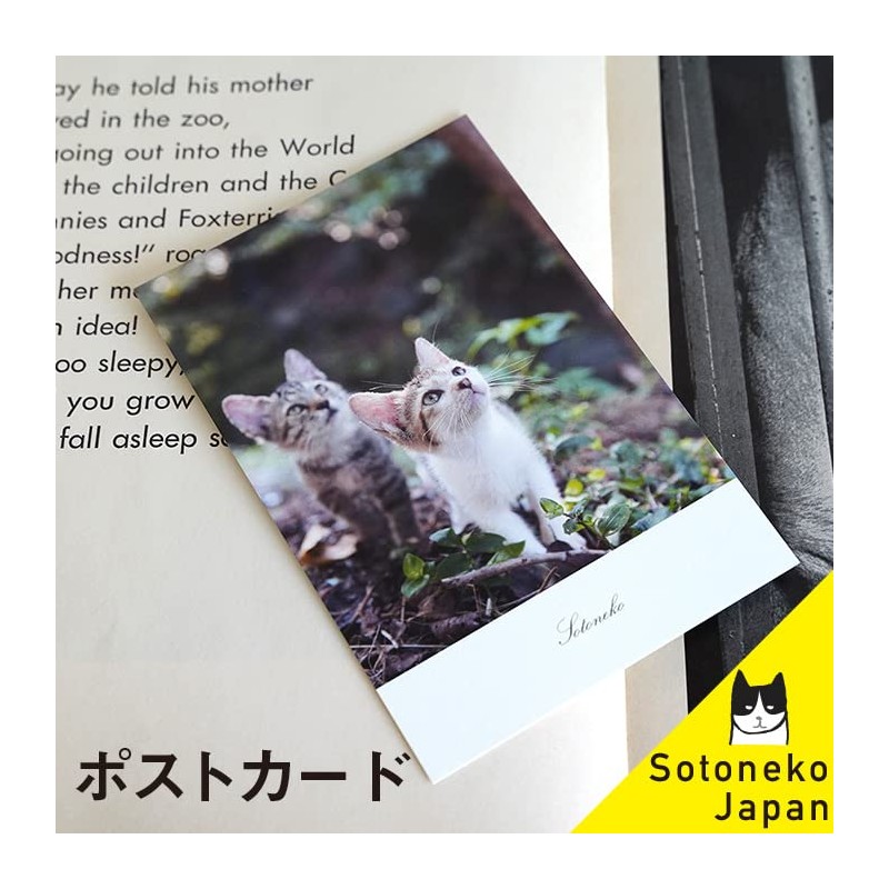 Cat Postcard Photo Japanese Pheasant Siamese Cat White Cat Interior
