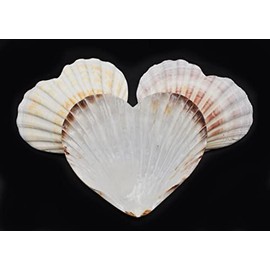 Set of 3 Heart Shaped Natural Scallop Shells (4") Beach Crafts Coastal Decorating