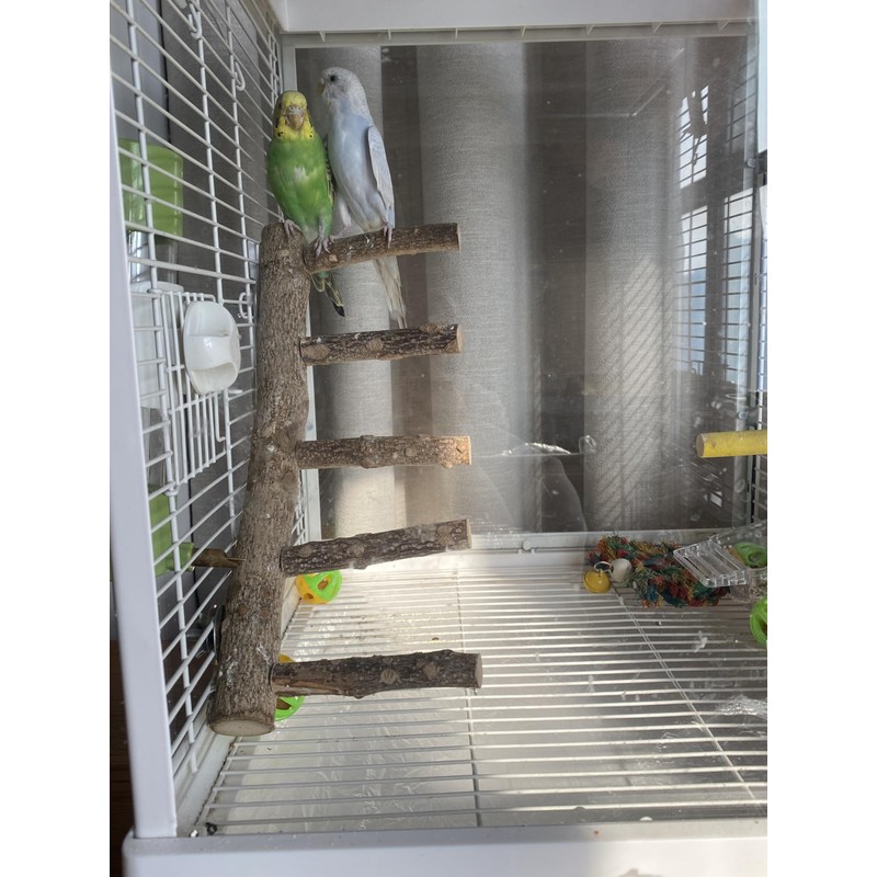 Parrot Natural Sichuan Pepper Wooden Bird Ladder Perch Cage Nature