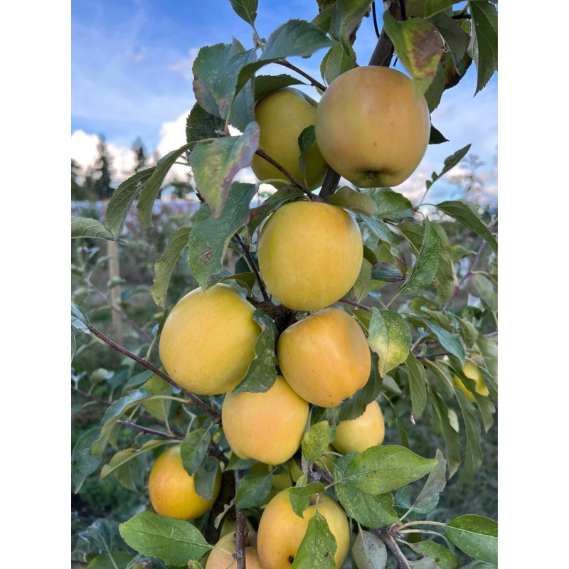 Santiam Nursery Japanese Aomori Toki apple tree, bare root, 青森水蜜桃蘋果，土岐（拓季）