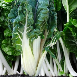 TomorrowSeeds - Large White Ribbed Swiss Chard Seeds - 1000+ Count - for 2026 Planting Silverbeet Spinach Beet Kale Collards Fordhook Garden Cold Hardy Vegetable Grow Your Own Home Farm Patio Healthy