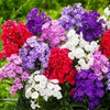 Mixed Phlox Seeds for Planting - 2000 Creeping Phlox Seeds