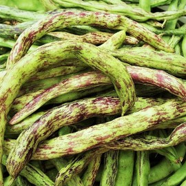 TomorrowSeeds - Rattlesnake Bean (Pole) Seeds - 90+ Count - for 2025 Planting Heat Tolerant Hot Weather Green Bean Heirloom Runner Beans Vining Purple Dragon Vegetable Fresh Grow Your Own Home Farm