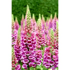 300 + Foxglove Seeds / Mixed / Biennial/ Fall Planting/ Hummingbird/ Free Ship