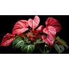 6 Crimson Sky Caladium Bulbs for Planting - Perennial Hosta,